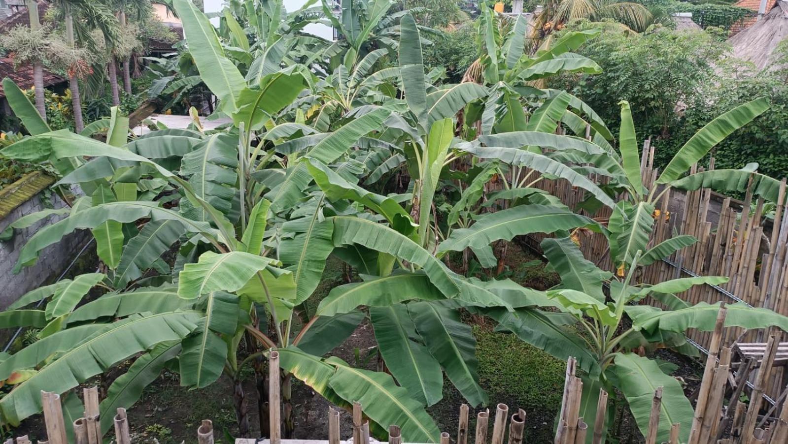 Nugraha 2 Ubud